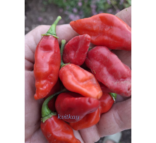 Насіння перцю гострого Чулпетіньо (Chulpetinho)